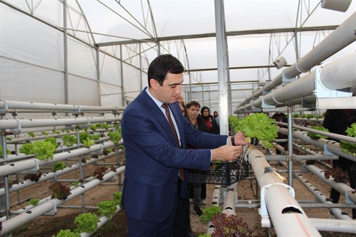 İlçemizde topraksız yetiştirilen marullar hasat edildi.